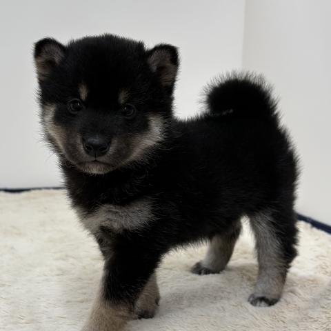 三重県の柴犬(標準サイズ) (ペットアミ 松阪店/2026年1月30日生まれ/男の子/黒)の子犬の2枚目の画像