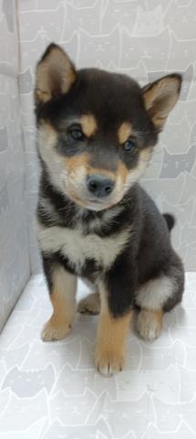 富山県の柴犬(標準サイズ) (ペットアミ宮野店/2026年2月21日生まれ/男の子/黒)の子犬の1枚目の画像