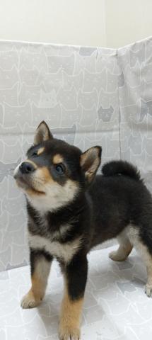 富山県の柴犬(標準サイズ) (ペットアミ宮野店/2026年2月21日生まれ/男の子/黒)の子犬の2枚目の画像