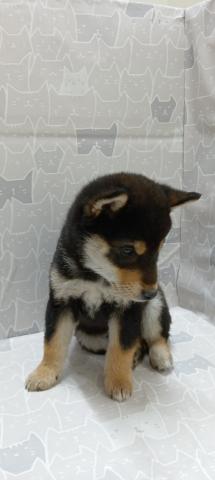 富山県の柴犬(標準サイズ) (ペットアミ宮野店/2026年2月21日生まれ/男の子/黒)の子犬の3枚目の画像