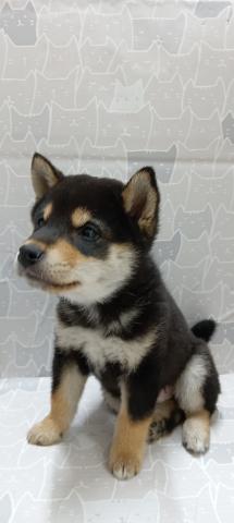 富山県の柴犬(標準サイズ) (ペットアミ宮野店/2026年2月21日生まれ/男の子/黒)の子犬の4枚目の画像