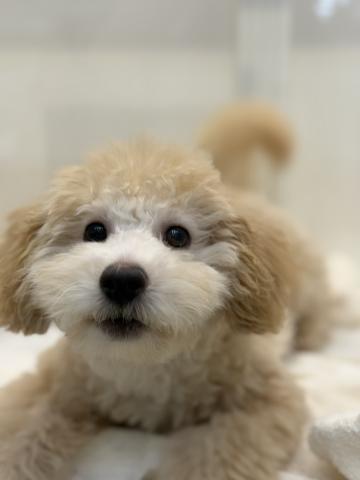 新潟県のハーフ犬・ミックス犬 (ペットアミ 小千谷店/2025年11月10日生まれ/男の子/クリーム)の子犬の1枚目の画像