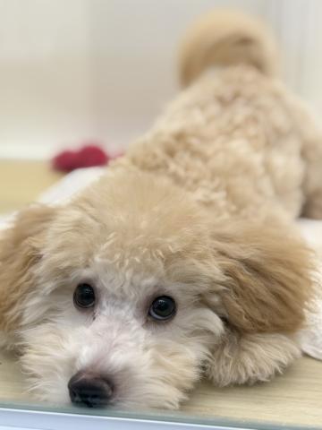 新潟県のハーフ犬・ミックス犬 (ペットアミ 小千谷店/2025年11月10日生まれ/男の子/クリーム)の子犬の2枚目の画像