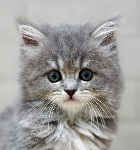 新潟県のスコティッシュフォールド (ペットアミ 小千谷店/2026年2月8日生まれ/女の子/ブルータビー)の子猫の1枚目の画像