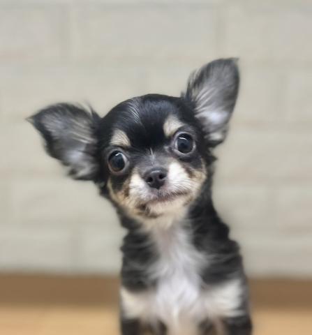 新潟県のチワワ(ロング) (ペットアミ 小千谷店/2025年11月21日生まれ/男の子/ブラックタンホワイト)の子犬の2枚目の画像