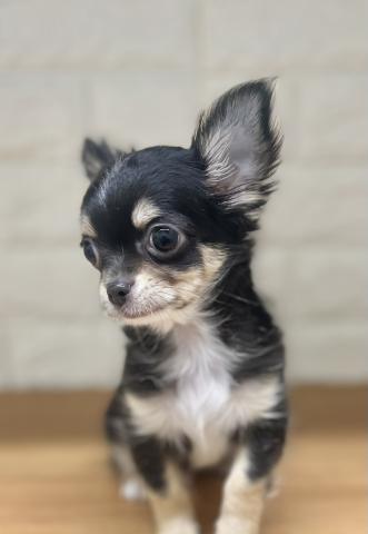 新潟県のチワワ(ロング) (ペットアミ 小千谷店/2025年11月21日生まれ/男の子/ブラックタンホワイト)の子犬の4枚目の画像