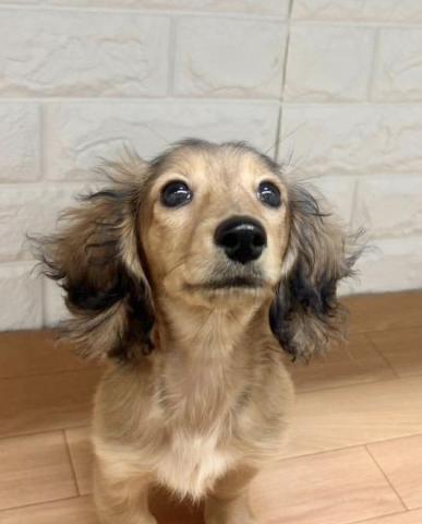 新潟県のミニチュアダックスフンド(ロング) (ペットアミ 小千谷店/2025年10月21日生まれ/女の子/レッド)の子犬の1枚目の画像