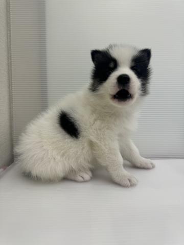 MIXアラスカンマラミュート×シベリアンハスキー