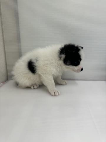 MIXアラスカンマラミュート×シベリアンハスキー