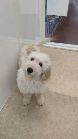 新潟県のハーフ犬・ミックス犬 (ペットアミ 小千谷店/2025年12月20日生まれ/女の子/クリーム)の子犬の1枚目の画像