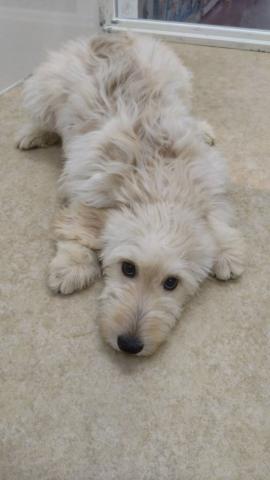 新潟県のハーフ犬・ミックス犬 (ペットアミ 小千谷店/2025年12月20日生まれ/女の子/クリーム)の子犬の2枚目の画像