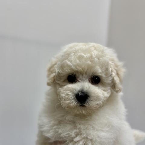 新潟県のハーフ犬・ミックス犬 (ペットアミ 加茂店/2026年2月6日生まれ/男の子/ホワイト)の子犬の1枚目の画像