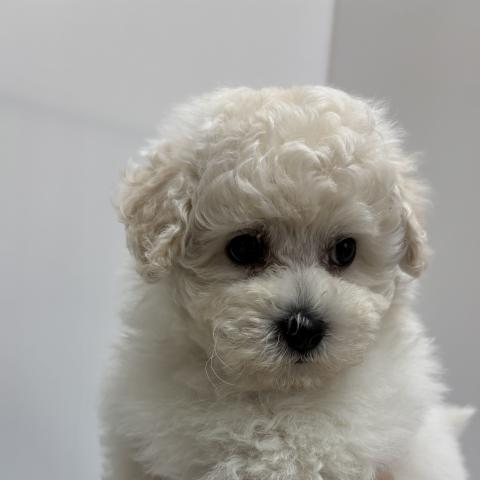 新潟県のハーフ犬・ミックス犬 (ペットアミ 加茂店/2026年2月6日生まれ/男の子/ホワイト)の子犬の2枚目の画像