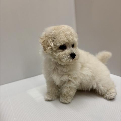 新潟県のハーフ犬・ミックス犬 (ペットアミ 加茂店/2026年2月6日生まれ/男の子/ホワイト)の子犬の3枚目の画像