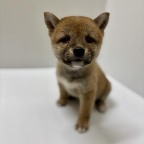 新潟県の柴犬(標準サイズ) (ペットアミ 加茂店/2026年1月2日生まれ/女の子/赤)の子犬の1枚目の画像