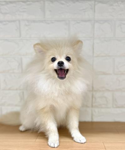 新潟県のポメラニアン (ペットアミ 小千谷店/2025年10月19日生まれ/男の子/クリーム)の子犬の1枚目の画像