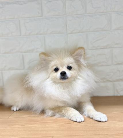 新潟県のポメラニアン (ペットアミ 小千谷店/2025年10月19日生まれ/男の子/クリーム)の子犬の2枚目の画像