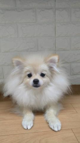 新潟県のポメラニアン (ペットアミ 小千谷店/2025年10月19日生まれ/男の子/クリーム)の子犬の3枚目の画像