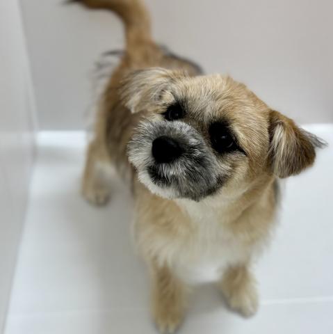 新潟県のハーフ犬・ミックス犬 (ペットアミ 加茂店/2025年11月1日生まれ/男の子/ブラウン)の子犬の1枚目の画像