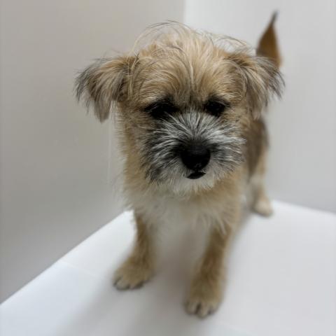 新潟県のハーフ犬・ミックス犬 (ペットアミ 加茂店/2025年11月1日生まれ/男の子/ブラウン)の子犬の2枚目の画像