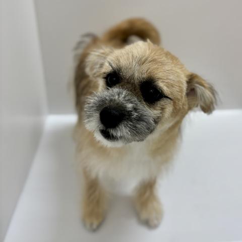 新潟県のハーフ犬・ミックス犬 (ペットアミ 加茂店/2025年11月1日生まれ/男の子/ブラウン)の子犬の3枚目の画像