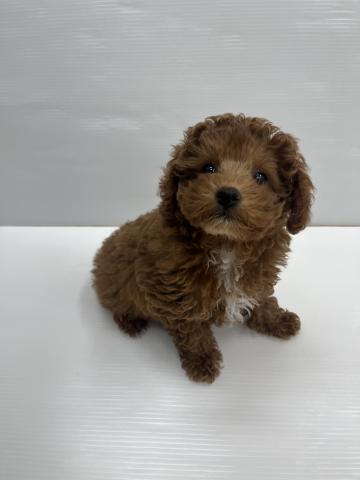 和歌山県のトイプードル(トイ) (ペットアミ 岩出店/2026年2月7日生まれ/女の子/レッドフォーン)の子犬の1枚目の画像