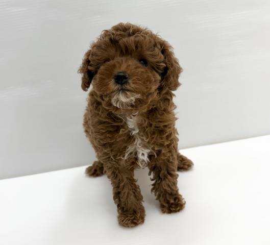 和歌山県のトイプードル(トイ) (ペットアミ 岩出店/2026年2月7日生まれ/女の子/レッドフォーン)の子犬の2枚目の画像