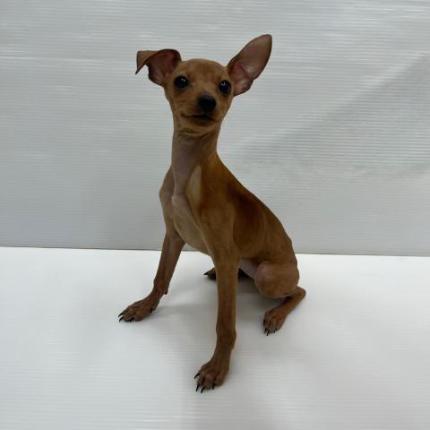 ミニチュアピンシャー