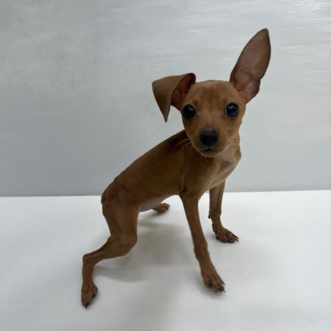 ミニチュアピンシャー