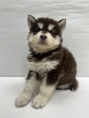 アラスカンマラミュート