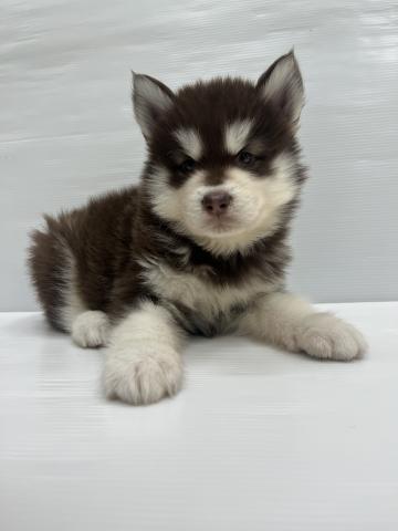 アラスカンマラミュート