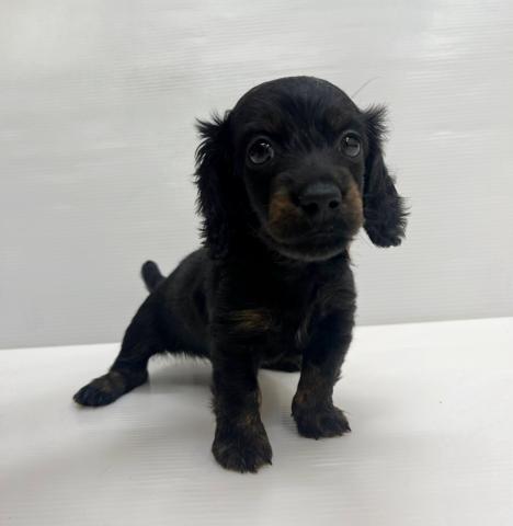 ミニチュアダックスフンド