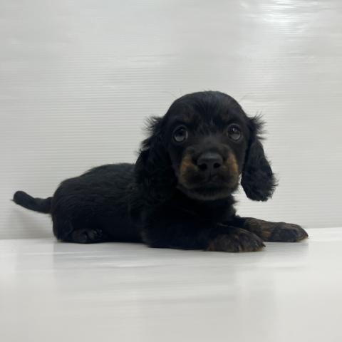 ミニチュアダックスフンド