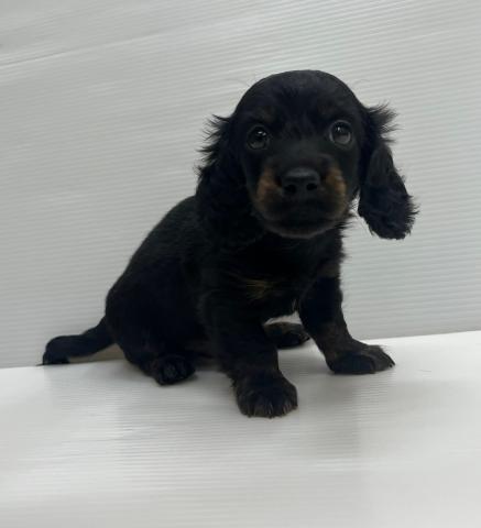 ミニチュアダックスフンド