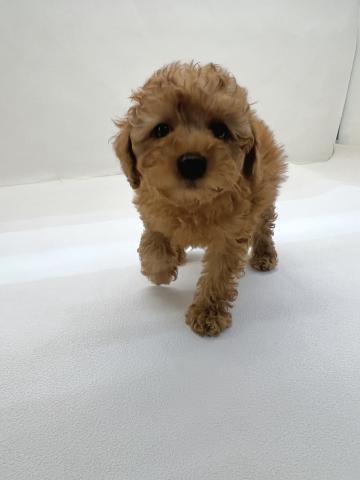 三重県のトイプードル(トイ) (ペットアミ 名張店/2026年2月20日生まれ/男の子/アプリコット)の子犬の1枚目の画像