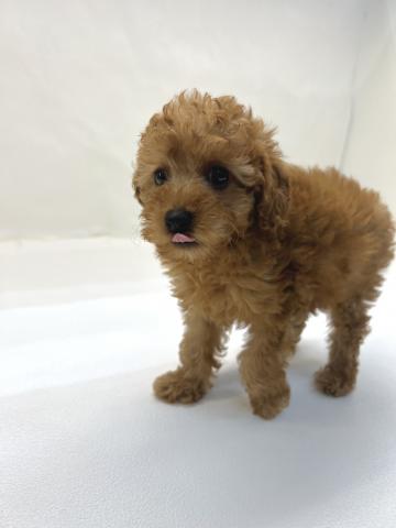 三重県のトイプードル(トイ) (ペットアミ 名張店/2026年2月20日生まれ/男の子/アプリコット)の子犬の2枚目の画像