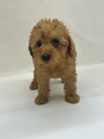 三重県のトイプードル(トイ) (ペットアミ 名張店/2026年2月20日生まれ/男の子/アプリコット)の子犬の3枚目の画像