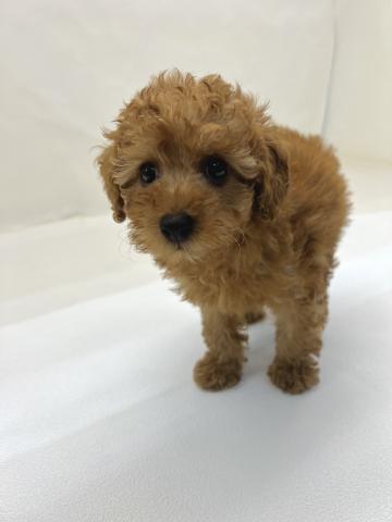 三重県のトイプードル(トイ) (ペットアミ 名張店/2026年2月20日生まれ/男の子/アプリコット)の子犬の4枚目の画像