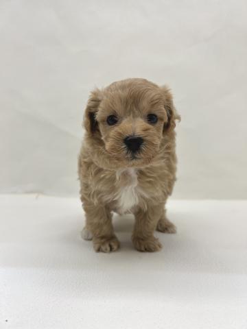 犬ハーフ（トイプードル×マルチーズ）