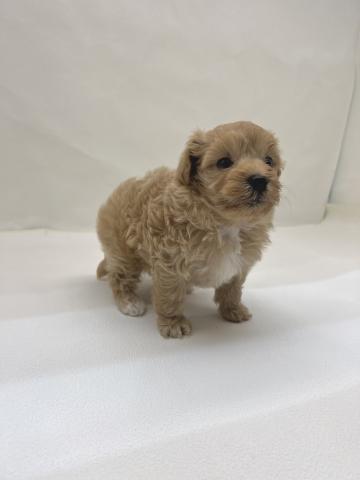 犬ハーフ（トイプードル×マルチーズ）