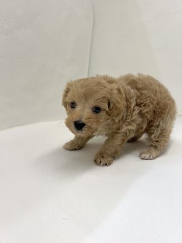 犬ハーフ（トイプードル×マルチーズ）