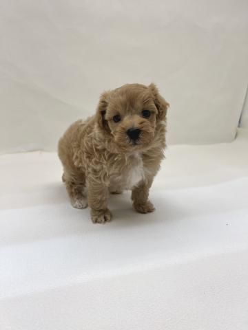 犬ハーフ（トイプードル×マルチーズ）