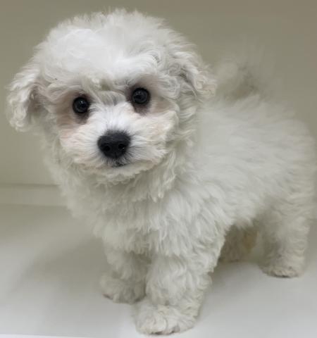 三重県のビションフリーゼ (ペットアミ 明和店/2026年1月25日生まれ/男の子/ホワイト)の子犬の1枚目の画像