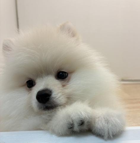 石川県のポメラニアン (ペットアミ 津幡店/2026年1月24日生まれ/男の子/クリーム)の子犬の1枚目の画像