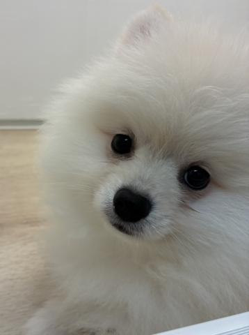 石川県のポメラニアン (ペットアミ 津幡店/2026年1月24日生まれ/男の子/クリーム)の子犬の2枚目の画像