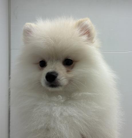 石川県のポメラニアン (ペットアミ 津幡店/2026年1月24日生まれ/男の子/クリーム)の子犬の4枚目の画像