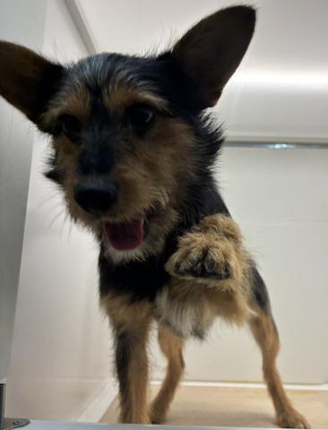 石川県のMIXミニチュアシュナウザー×ヨークシャーテリア (ペットアミ 津幡店/2025年6月8日生まれ/男の子/その他色)の子犬