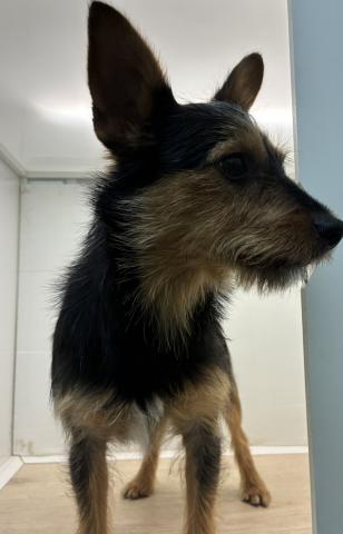 石川県のMIXミニチュアシュナウザー×ヨークシャーテリア (ペットアミ 津幡店/2025年6月8日生まれ/男の子/その他色)の子犬の2枚目の画像