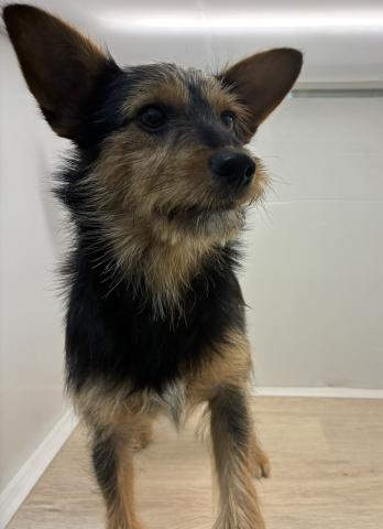 石川県のMIXミニチュアシュナウザー×ヨークシャーテリア (ペットアミ 津幡店/2025年6月8日生まれ/男の子/その他色)の子犬の3枚目の画像