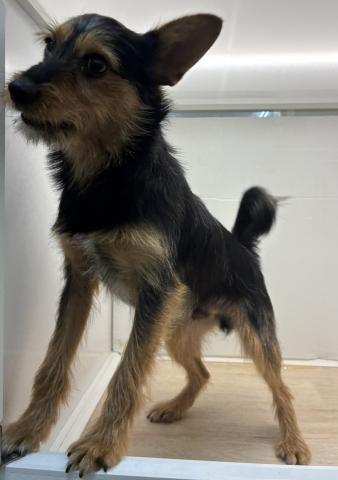 石川県のMIXミニチュアシュナウザー×ヨークシャーテリア (ペットアミ 津幡店/2025年6月8日生まれ/男の子/その他色)の子犬の4枚目の画像